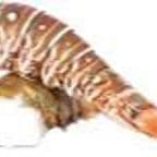 Best Lobster Tail (6 oz) in Philadelphia, PA